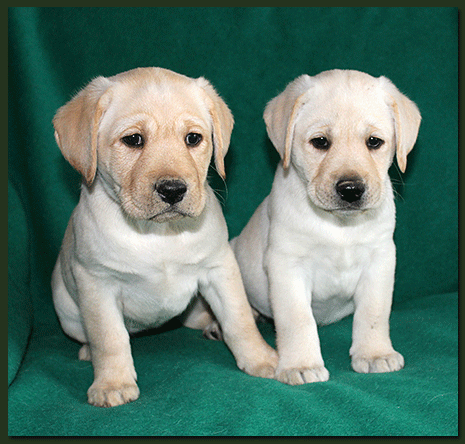 Labrador Retriever Zucht Von Der Hallwanger Pferdekoppel Fci